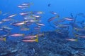 School of Red Fusiliers Reef Fish off Padre Burgos, Leyte, Philippines Royalty Free Stock Photo