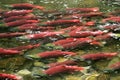 School of red saukeye salmon swimming upstream