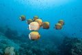 School of Redtail Butterflyfish in Andaman Sea Royalty Free Stock Photo