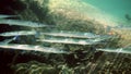 School of reef needlefish or Belonidae hunting on a coral reef. Snorkeling scuba and diving background. Underwater video