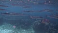 School of reef needlefish or Belonidae hunting on a coral reef. Snorkeling scuba and diving background. Underwater video