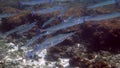 School of reef needlefish or Belonidae hunting on a coral reef. Snorkeling scuba and diving background. Underwater video
