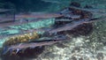 School of reef needlefish or Belonidae hunting on a coral reef. Snorkeling scuba and diving background. Underwater video