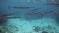 School of reef needlefish or Belonidae hunting on a coral reef. Snorkeling scuba and diving background. Underwater video