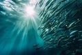 A school of sardines in the blue water of the Red Sea Royalty Free Stock Photo
