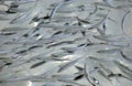 School of sardines