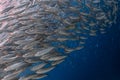 School of sardines in a shallow reef