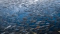 School of sardines in a shallow reef
