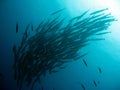 School of Sawtooth Barracudas Royalty Free Stock Photo