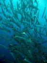 School of Sawtooth Barracudas Royalty Free Stock Photo