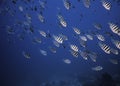 A school of Scissortail sergeant fish