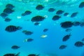 School of Scissortail Sergeant Fish. school of fish underwater