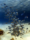 School of sergeant fish underwater Royalty Free Stock Photo