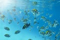 School of sergeant fishes in the Indian Ocean Royalty Free Stock Photo