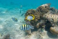 School of sergeant major fish pintano and black-backed butterflyfish Chaetodon melannotus in Red Sea, Egypt.