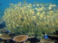 School of Sergeant Major fishes Royalty Free Stock Photo