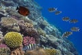 School of Sergeant-major, red Sea Royalty Free Stock Photo