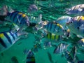 School of sergeant major tropical fish Royalty Free Stock Photo