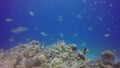 A school of Sergeant Majors Abudefduf saxatilis in the Red Sea