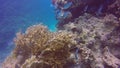 A school of Sergeant Majors Abudefduf saxatilis in the Red Sea