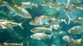 A school of shimmering fish dart through the crystal clear waters their movements seemingly choreographed by some unseen Royalty Free Stock Photo