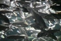 School of shining fish in aquarium