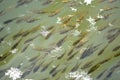 A school or shoal of fish fry Royalty Free Stock Photo