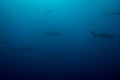 School of silky sharks Royalty Free Stock Photo