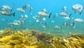 School of Silver Drummer fish at Witton Bluff Royalty Free Stock Photo