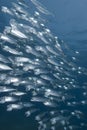 School of silver fish Royalty Free Stock Photo