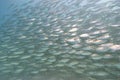 School of silver fish Royalty Free Stock Photo