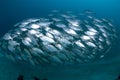 School of silver fish Royalty Free Stock Photo