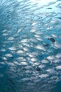 School of silver fish