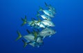 School of silver fish in the blue Royalty Free Stock Photo