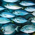 School of Silver Fish in Blue Water Background Close Up Full Frame Royalty Free Stock Photo