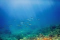 School of Silver Fish in Shallow Water, Underwater Royalty Free Stock Photo