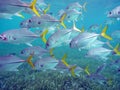 School of silver and yellow fish in the Bay Islands of Belize Royalty Free Stock Photo