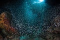 School of Silversides and Submerged Grotto Royalty Free Stock Photo