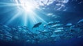 School of silvery fish swimming in the pacific ocean with sun rays filtering through the water Royalty Free Stock Photo