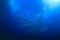School of small fish near the surface in the North Atlantic Ocean. Royalty Free Stock Photo