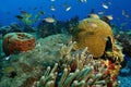 School of Small Fish Over Coral Reef - Cozumel Royalty Free Stock Photo