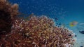 School of small fish in acropora coral and crystal blue water behind