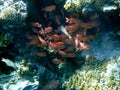 School of small reddish-orange glassfish near coral Royalty Free Stock Photo