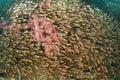 School of small yellow fish around corral Royalty Free Stock Photo