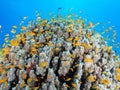 School of small yellow fishes swimming near coral reefs under the deep blue sea Royalty Free Stock Photo