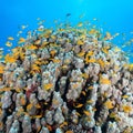 School of small yellow fishes swimming near coral reefs under the deep blue sea Royalty Free Stock Photo