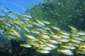 School of Snapper Royalty Free Stock Photo
