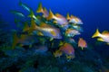 School of snappers, Cayo Largo, Cuba Royalty Free Stock Photo