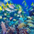 School of Snappers, Cayo Largo, Cuba Royalty Free Stock Photo