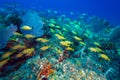 School of Snappers, Cayo Largo, Cuba Royalty Free Stock Photo